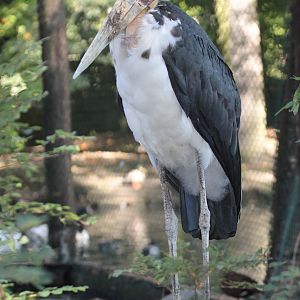 Lesser Adjutant (Leptoptilos javanicus)