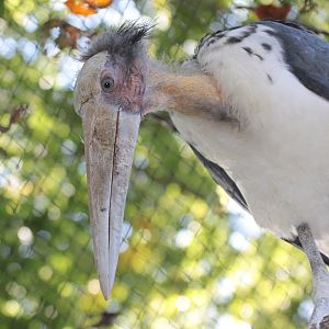 Lesser Adjutant (Leptoptilos javanicus)