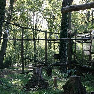 Aviary for Lesser Adjutants (Leptoptilos javanicus) - off show area