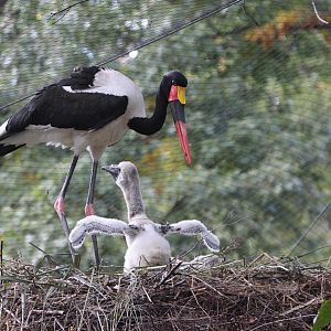 Saddlebill (Ephippiorhynchus senegalensis) - second brood in Europe