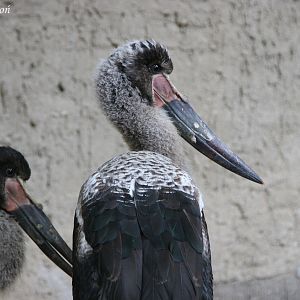 Saddlebills (Ephippiorhynchus senegalensis) - two young females from Dezemb
