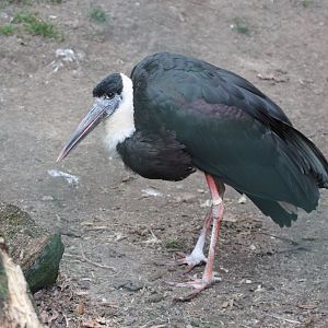 Asian woolly-necked stork (Ciconia episcopus episcopus)