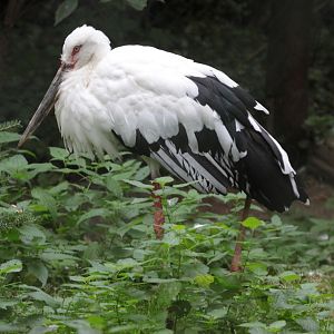 Oriental white stork (Ciconia boyciana)