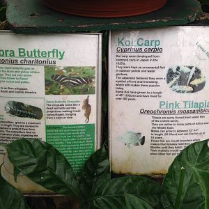 Butterfly House Signage at Tropical World - 02/10/2013