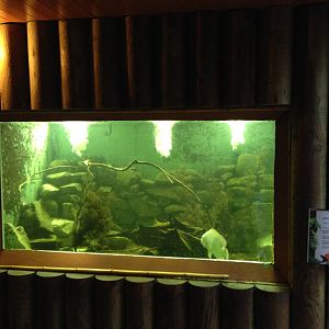 Tank for Mozambique Tilapia at Tropical World - 02/10/2013