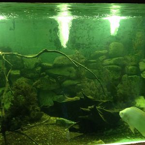 Tank for Mozambique Tilapia at Tropical World - 02/10/2013