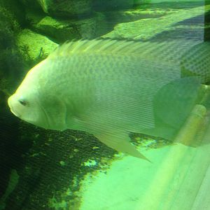 Mozambique Tilapia at Tropical World - 02/10/2013