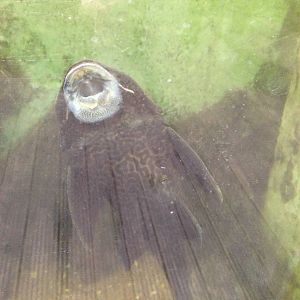 Plecostomus at Tropical World - 02/10/2013