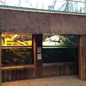 Amazon Tank at Tropical World - 02/10/2013
