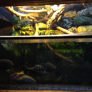 Amazon Tank at Tropical World - 02/10/2013