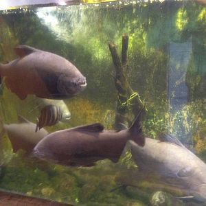 Pacu at Tropical World - 02/10/2013