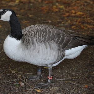 Giant Canada Goose (Branta canadensis maxima)