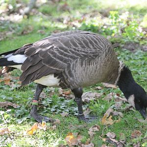 Aleutian Cackling Goose (Branta hutchinsii leucopareia)