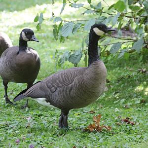 Dusky Canada Gooses (Branta canadensis occidentalis)
