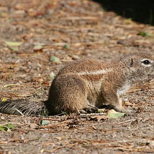 African Ground Squirrel (Xerus inauris)