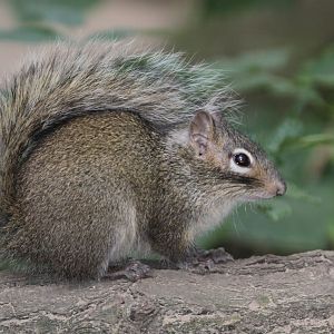 P?re David's Rock Squirrel (Sciurotamias davidianus)