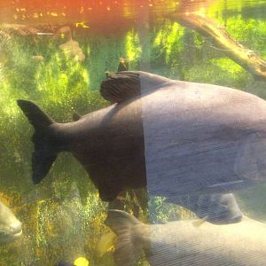Pacu at Tropical World - 02/10/2013