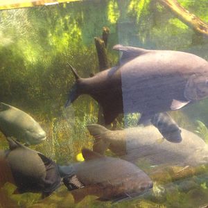 Pacu at Tropical World - 02/10/2013
