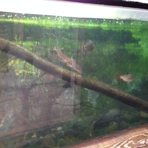 Amazon Tank at Tropical World - 02/10/2013