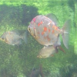 Silver Dollars at Tropical World - 02/10/2013