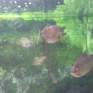 Silver Dollars at Tropical World - 02/10/2013