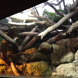 Green Iguana Exhibit at Tropical World - 02/10/2013