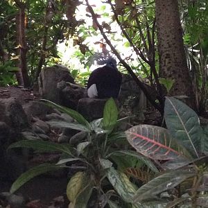 Southern Crowned Pigeon at Tropical World - 02/10/2013