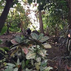 Australasia House at Tropical World - 02/10/2013