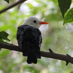 black bulbul (Hypsipetes leucocephalus leucocephalus)