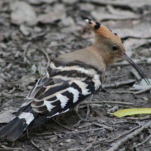 hoopoe (Upupa epops)