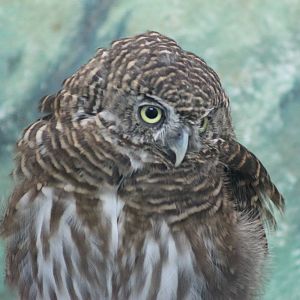 Asian barred owlet (Glaucidium cuculoides)