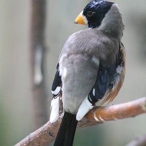 black-tailed or Chinese grosbeak (Coccothraustes migratorius)