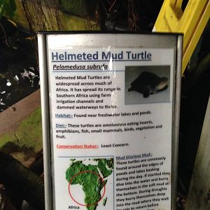 African Helmeted Turtle Signage at Tropical World - 02/10/2013