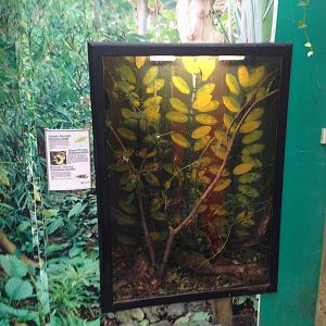 Stick Insect Display at Tropical World - 02/10/2013