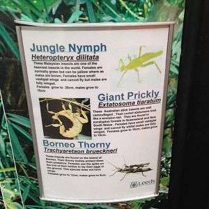 Stick Insect Signage at Tropical World - 02/10/2013