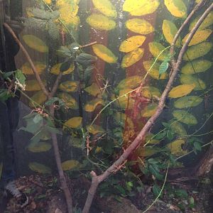 Stick Insects at Tropical World - 02/10/2013