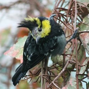 yellow-cheeked tit (Periparus spilonotus)