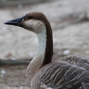 swan goose (Anser cygnoides)