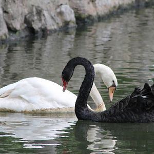 a dichotomy of swans