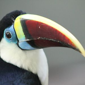 red-billed toucan (Ramphastos tucanus)