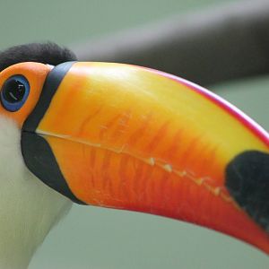 toco toucan (Ramphastos toco)