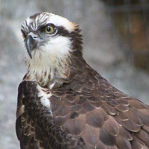 osprey (Pandion haliaetus)