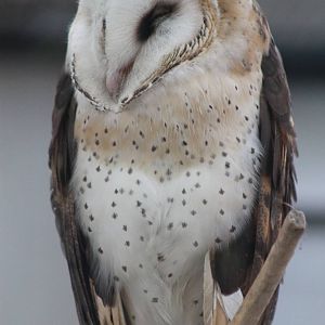 eastern grass owl (Tyto longimembris)