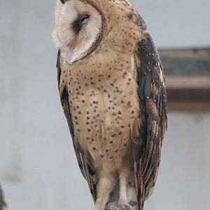 eastern grass owl (Tyto longimembris)