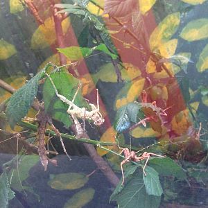 Borneo Thornies at Tropical World - 02/10/2013