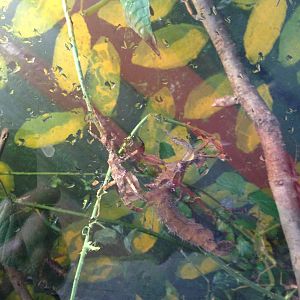 Giant Prickly at Tropical World - 02/10/2013