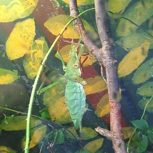 Jungle Nymph at Tropical World - 02/10/2013