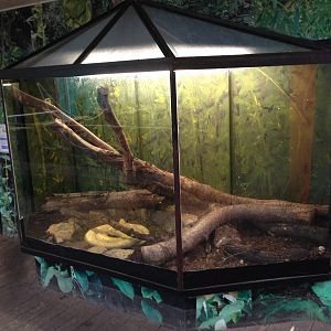 Burmese Python Exhibit at Tropical World - 02/10/2013