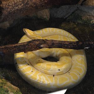 Burmese Python at Tropical World - 02/10/2013