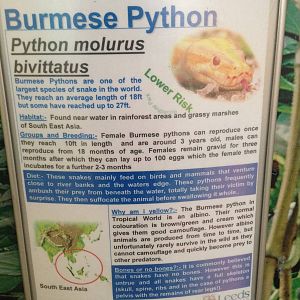 Burmese Python Signage at Tropical World - 02/10/2013